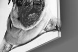 Pug Glass Wall Art