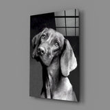 Innocent Dog Glass Wall Art