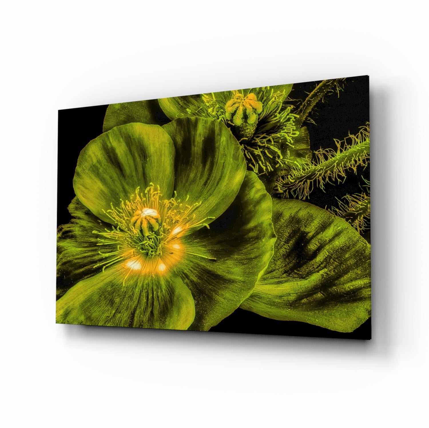 Malvales Flower Glass Wall Art