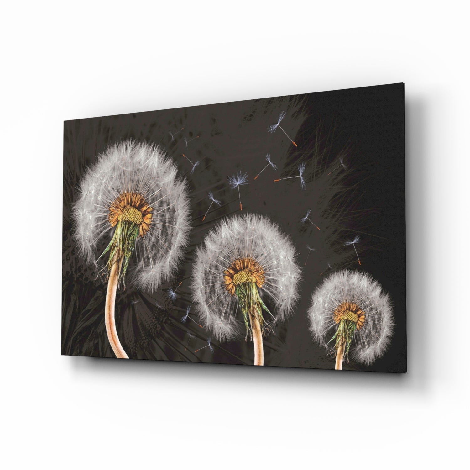 Dandelions Glass Wall Art