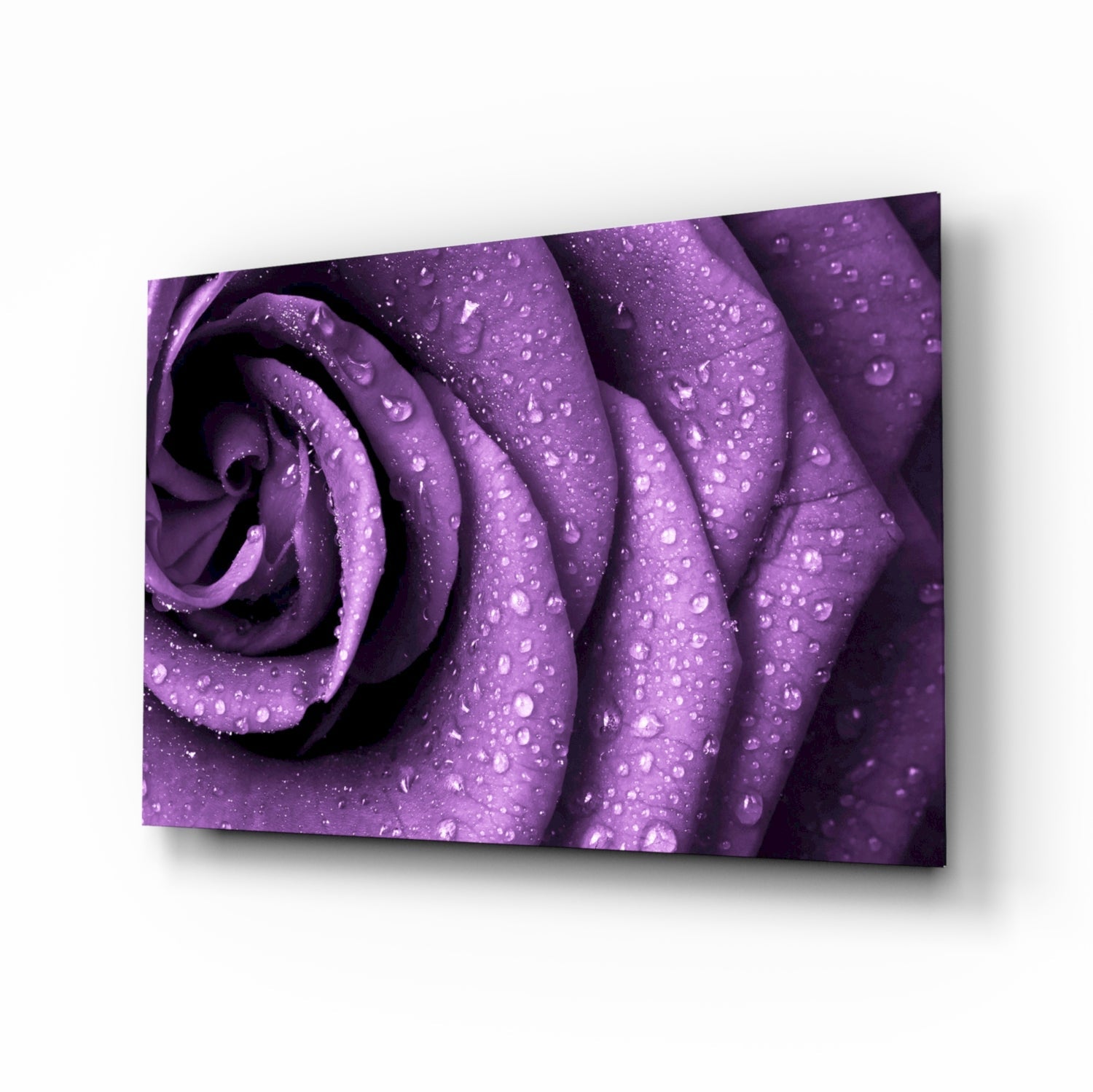 Purple Rose Glass Wall Art