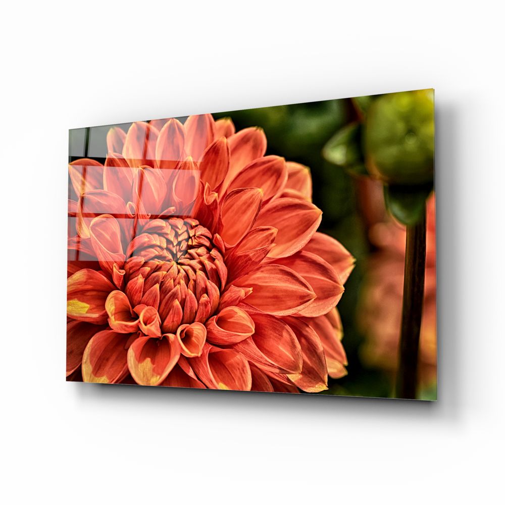 Orange Gerbera Glass Wall Art | insigneart.co.uk